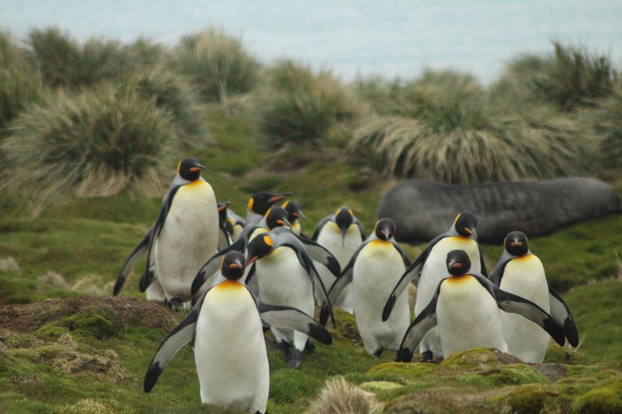 Group of king penguins standing among green tussock grass on a hillside.
