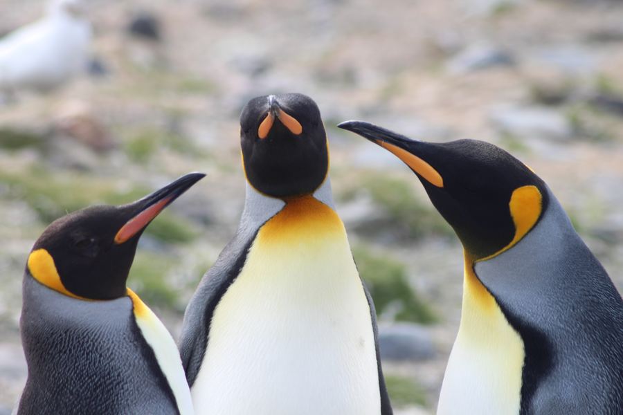 Three king penguins with orange neck markings standing close together facing the camera.