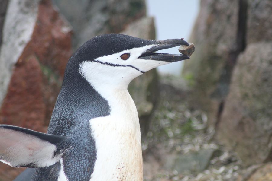 Close profile of a chinstrap penguin showing the thin black line under its chin, against rock.