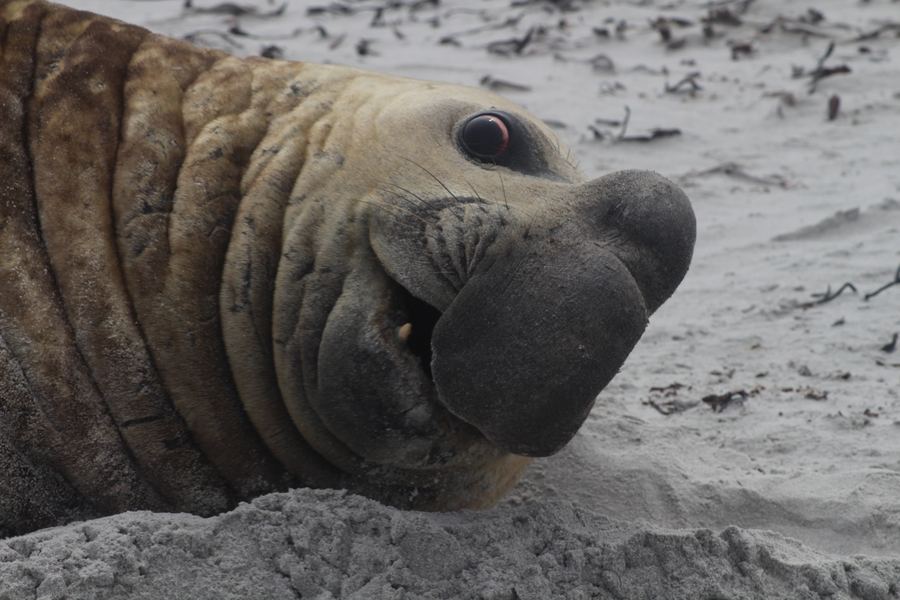 Close-up of an elephant seal's wrinkled face and large dark eye resting on sand.