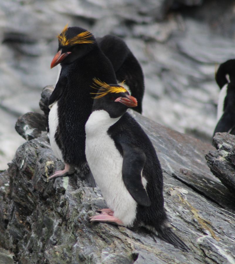 Two macaroni penguins with bright golden head crests standing on dark wet rock.