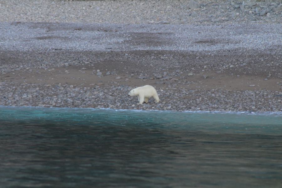 Polar bear walking along a snowy shoreline beside turquoise meltwater.