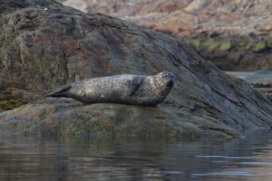 Spotted seal resting on a smooth coastal rock near the water's edge.