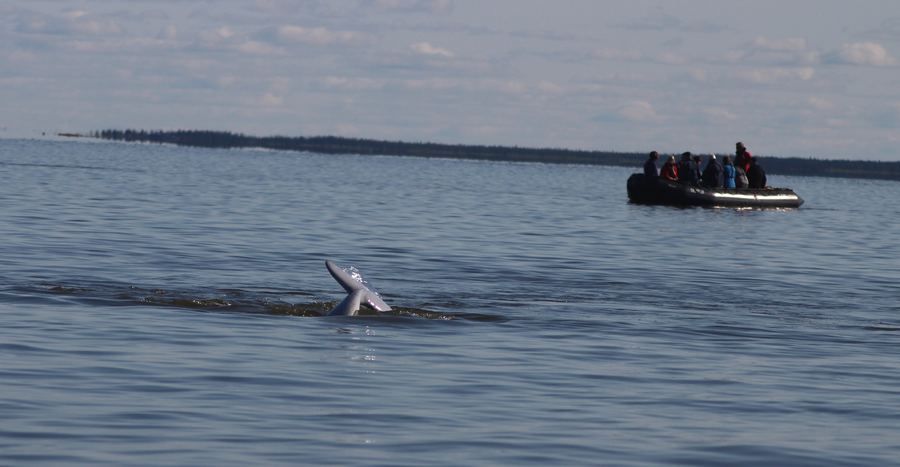 Beluga whale tail breaking the water surface beside a small boat of onlookers.