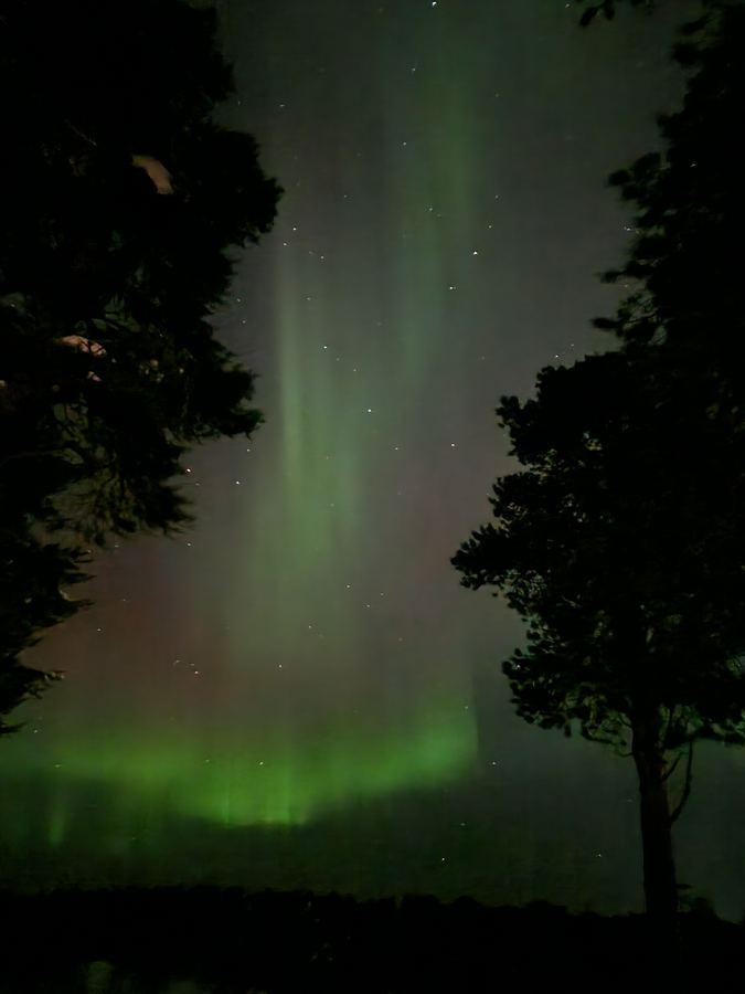 Vertical green aurora curtain rising between dark pine tree silhouettes under a starry sky.