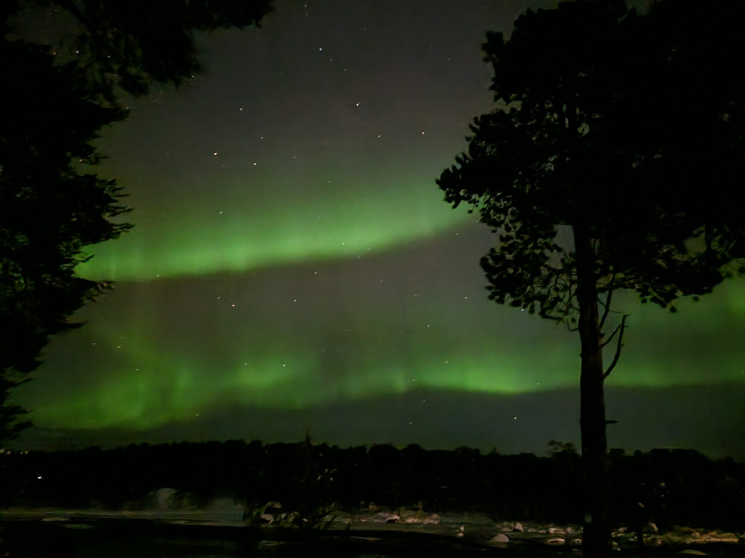 Bright green aurora band sweeping across a starry sky beside a tall tree silhouette over a lake.