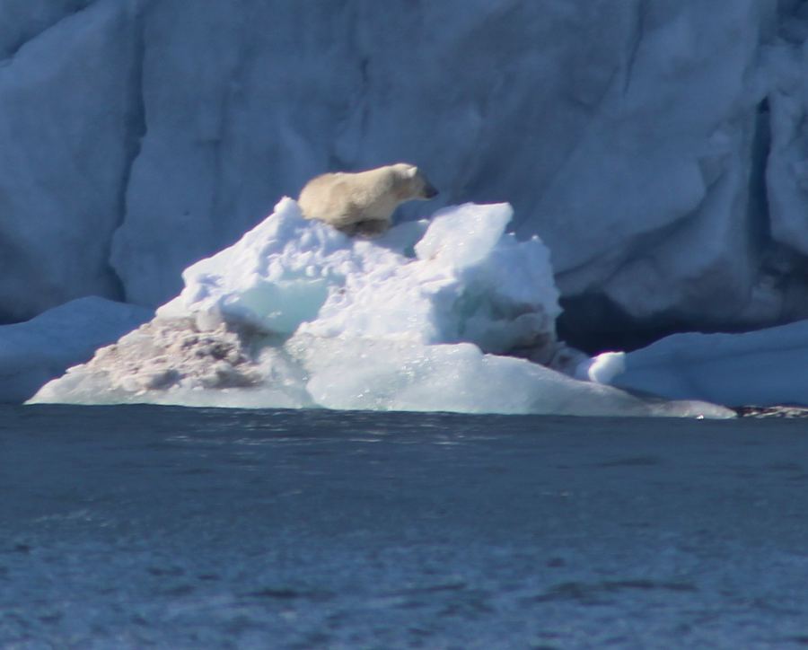 A polar bear standing on a white iceberg above dark Arctic sea water.